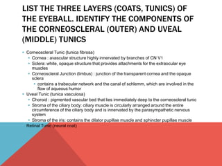 LIST THE THREE LAYERS (COATS, TUNICS) OF 
THE EYEBALL. IDENTIFY THE COMPONENTS OF 
THE CORNEOSCLERAL (OUTER) AND UVEAL 
(MIDDLE) TUNICS 
 Corneoscleral Tunic (tunica fibrosa) 
 Cornea : avascular structure highly innervated by branches of CN V1 
 Sclera: white, opaque structure that provides attachments for the extraocular eye 
muscles 
 Corneoscleral Junction (limbus) : junction of the transparent cornea and the opaque 
sclera 
 contains a trabecular network and the canal of schlemm, which are involved in the 
flow of aqueous humor 
 Uveal Tunic (tunica vasculosa) 
 Choroid : pigmented vascular bed that lies immediately deep to the corneoscleral tunic 
 Stroma of the ciliary body: ciliary muscle is circularly arranged around the entire 
circumference of the ciliary body and is innervated by the parasympathetic nervous 
system 
 Stroma of the iris: contains the dilator pupillae muscle and sphincter pupillae muscle 
 Retinal Tunic (neural coat) 
 
