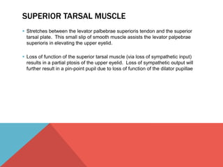 SUPERIOR TARSAL MUSCLE 
 Stretches between the levator palbebrae superioris tendon and the superior 
tarsal plate. This small slip of smooth muscle assists the levator palpebrae 
superioris in elevating the upper eyelid. 
 Loss of function of the superior tarsal muscle (via loss of sympathetic input) 
results in a partial ptosis of the upper eyelid. Loss of sympathetic output will 
further result in a pin-point pupil due to loss of function of the dilator pupillae 
 