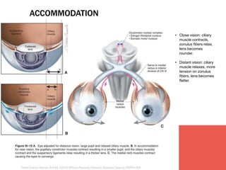 ACCOMMODATION 
• Close vision: ciliary 
muscle contracts, 
zonulus fibers relax, 
lens becomes 
rounder. 
• Distant vision: ciliary 
muscle relaxes, more 
tension on zonulus 
fibers, lens becomes 
flatter. 
 