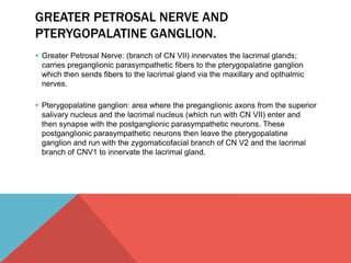 GREATER PETROSAL NERVE AND 
PTERYGOPALATINE GANGLION. 
 Greater Petrosal Nerve: (branch of CN VII) innervates the lacrimal glands; 
carries preganglionic parasympathetic fibers to the pterygopalatine ganglion 
which then sends fibers to the lacrimal gland via the maxillary and opthalmic 
nerves. 
 Pterygopalatine ganglion: area where the preganglionic axons from the superior 
salivary nucleus and the lacrimal nucleus (which run with CN VII) enter and 
then synapse with the postganglionic parasympathetic neurons. These 
postganglionic parasympathetic neurons then leave the pterygopalatine 
ganglion and run with the zygomaticofacial branch of CN V2 and the lacrimal 
branch of CNV1 to innervate the lacrimal gland. 
 