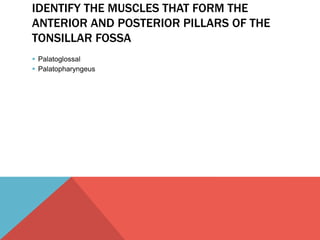 IDENTIFY THE MUSCLES THAT FORM THE 
ANTERIOR AND POSTERIOR PILLARS OF THE 
TONSILLAR FOSSA 
 Palatoglossal 
 Palatopharyngeus 
 