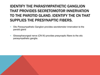 IDENTIFY THE PARASYMPATHETIC GANGLION 
THAT PROVIDES SECRETOMOTOR INNERVATION 
TO THE PAROTID GLAND. IDENTIFY THE CN THAT 
SUPPLIES THE PRESYNAPTIC FIBERS. 
 Otic Parasympathetic Ganglion provides secretomotor innervation to the 
parotid gland 
 Glossopharyngeal nerve (CN IX) provides presynaptic fibers to the otic 
parasympathetic ganglia. 
 