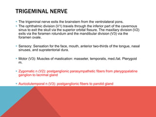 TRIGEMINAL NERVE 
 The trigeminal nerve exits the brainstem from the ventrolateral pons. 
 The ophthalmic division (V1) travels through the inferior part of the cavernous 
sinus to exit the skull via the superior orbital fissure. The maxillary division (V2) 
exits via the foramen rotundum and the mandibular division (V3) via the 
foramen ovale. 
 Sensory: Sensation for the face, mouth, anterior two-thirds of the tongue, nasal 
sinuses, and supratentorial dura. 
 Motor (V3): Muscles of mastication: masseter, temporalis, med./lat. Pterygoid 
m. 
 Zygomatic n (V2): postganglionic parasympathetic fibers from pterygopalatine 
ganglion to lacrimal gland 
 Auricolutemporal n (V3): postganglionic fibers to parotid gland 
 