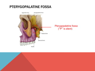 PTERYGOPALATINE FOSSA 
Pterygopalatine fossa 
(“P” is silent) 
 