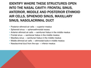 IDENTIFY WHERE THESE STRUCTURES OPEN 
INTO THE NASAL CAVITY: FRONTAL SINUS, 
ANTERIOR, MIDDLE AND POSTERIOR ETHMOID 
AIR CELLS, SPHENOID SINUS, MAXILLARY 
SINUS, NASOLACRIMAL DUCT 
 Posterior ethmoid air cells → superior meatus 
 Sphenoid sinus → sphenoethmoidal recess 
 Anterior ethmoid air cells → semilunar hiatus in the middle meatus 
 Frontal sinus → semilunar hiatus in the middle meatus 
 Maxillary sinus → semilunar hiatus in the middle meatus 
 Middle ethmoid air cells → ethmoidal bulla in middle meatus 
 Nasolacrimal duct from the eye → inferior meatus 
 