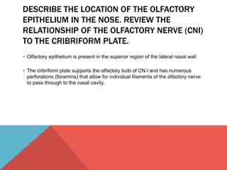 DESCRIBE THE LOCATION OF THE OLFACTORY 
EPITHELIUM IN THE NOSE. REVIEW THE 
RELATIONSHIP OF THE OLFACTORY NERVE (CNI) 
TO THE CRIBRIFORM PLATE. 
 Olfactory epithelium is present in the superior region of the lateral nasal wall 
 The cribriform plate supports the olfactory bulb of CN I and has numerous 
perforations (foramina) that allow for individual filaments of the olfactory nerve 
to pass through to the nasal cavity. 
 