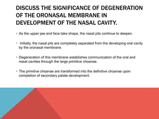 DISCUSS THE SIGNIFICANCE OF DEGENERATION 
OF THE ORONASAL MEMBRANE IN 
DEVELOPMENT OF THE NASAL CAVITY. 
 As the upper jaw and face take shape, the nasal pits continue to deepen. 
 Initially, the nasal pits are completely separated from the developing oral cavity 
by the oronasal membrane. 
 Degeneration of this membrane establishes communication of the oral and 
nasal cavities through the large primitive choanae. 
 The primitive choanae are transformed into the definitive choanae upon 
completion of secondary palate development. 
 