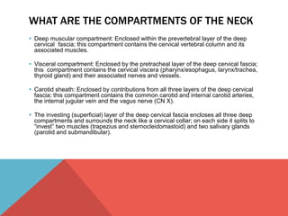 WHAT ARE THE COMPARTMENTS OF THE NECK 
 Deep muscular compartment: Enclosed within the prevertebral layer of the deep 
cervical fascia; this compartment contains the cervical vertebral column and its 
associated muscles. 
 Visceral compartment: Enclosed by the pretracheal layer of the deep cervical fascia; 
this compartment contains the cervical viscera (pharynx/esophagus, larynx/trachea, 
thyroid gland) and their associated nerves and vessels. 
 Carotid sheath: Enclosed by contributions from all three layers of the deep cervical 
fascia; this compartment contains the common carotid and internal carotid arteries, 
the internal jugular vein and the vagus nerve (CN X). 
 The investing (superficial) layer of the deep cervical fascia encloses all three deep 
compartments and surrounds the neck like a cervical collar; on each side it splits to 
“invest” two muscles (trapezius and sternocleidomastoid) and two salivary glands 
(parotid and submandibular). 
 