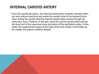 INTERNAL CAROTID ARTERY 
 From the carotid bifurcation, the internal carotid artery ascends vertically within 
the neck without branching and enters the carotid canal of the temporal bone. 
Upon exiting the carotid canal the internal carotid artery passes through the 
cavernous sinus. Posterior to the optic canal the internal carotid artery pierces 
the dural roof of the cavernous sinus and gives off the ophthalmic artery. It then 
enters the subarachnoid space at the base of the brain where it terminates as 
the middle and anterior cerebral arteries. 
 
