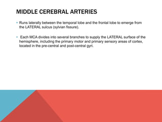 MIDDLE CEREBRAL ARTERIES 
 Runs laterally between the temporal lobe and the frontal lobe to emerge from 
the LATERAL sulcus (sylvian fissure). 
 Each MCA divides into several branches to supply the LATERAL surface of the 
hemisphere, including the primary motor and primary sensory areas of cortex, 
located in the pre-central and post-central gyri. 
 