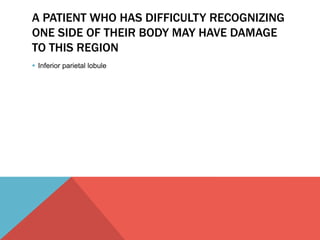 A PATIENT WHO HAS DIFFICULTY RECOGNIZING 
ONE SIDE OF THEIR BODY MAY HAVE DAMAGE 
TO THIS REGION 
 Inferior parietal lobule 
 