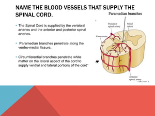 NAME THE BLOOD VESSELS THAT SUPPLY THE 
SPINAL CORD. 
 The Spinal Cord is supplied by the vertebral 
arteries and the anterior and posterior spinal 
arteries. 
 Paramedian branches penetrate along the 
ventro-medial fissure. 
 Circumferential branches penetrate white 
matter on the lateral aspect of the cord to 
supply ventral and lateral portions of the cord” 
 