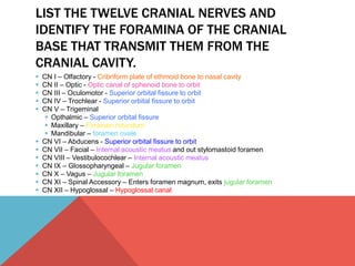 LIST THE TWELVE CRANIAL NERVES AND 
IDENTIFY THE FORAMINA OF THE CRANIAL 
BASE THAT TRANSMIT THEM FROM THE 
CRANIAL CAVITY. 
 CN I – Olfactory - Cribriform plate of ethmoid bone to nasal cavity 
 CN II – Optic - Optic canal of sphenoid bone to orbit 
 CN III – Oculomotor - Superior orbital fissure to orbit 
 CN IV – Trochlear - Superior orbital fissure to orbit 
 CN V – Trigeminal 
 Opthalmic – Superior orbital fissure 
 Maxillary – Foramen rotundum 
 Mandibular – foramen ovale 
 CN VI – Abducens - Superior orbital fissure to orbit 
 CN VII – Facial – Internal acoustic meatus and out stylomastoid foramen 
 CN VIII – Vestibulocochlear – Internal acoustic meatus 
 CN IX – Glossopharyngeal – Jugular foramen 
 CN X – Vagus – Jugular foramen 
 CN XI – Spinal Accessory – Enters foramen magnum, exits jugular foramen 
 CN XII – Hypoglossal – Hypoglossal canal 
 