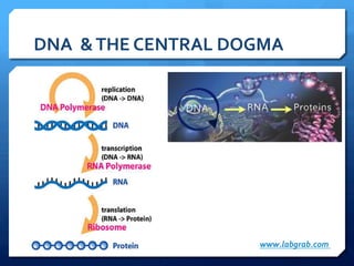 DNA	
  	
  &	
  THE	
  CENTRAL	
  DOGMA	
  
www.labgrab.com	
  
 