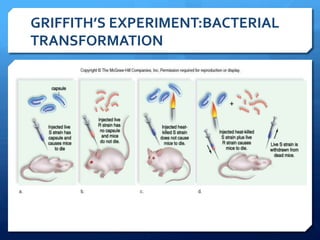 GRIFFITH’S	
  EXPERIMENT:BACTERIAL	
  
TRANSFORMATION	
  
 