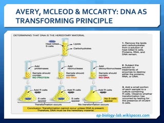 AVERY,	
  MCLEOD	
  &	
  MCCARTY:	
  DNA	
  AS	
  
TRANSFORMING	
  PRINCIPLE	
  
ap-­‐biology-­‐lab.wikispaces.com	
  
 