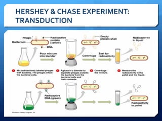 HERSHEY	
  &	
  CHASE	
  EXPERIMENT:	
  
TRANSDUCTION	
  
 