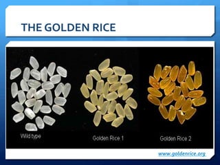 THE	
  GOLDEN	
  RICE	
  
Ê WHY:	
  to	
  address	
  Vitamin	
  A	
  deﬁciency	
  problem	
  
Ê Linked	
  to	
  blindness	
  
Ê Inﬂuences	
  Diarrhea	
  and	
  Measles	
  
Ê >100M	
  children	
  aﬀected	
  
Ê Vitamin	
  Delivery	
  as	
  PILLS	
  =	
  most	
  countries	
  no	
  
access	
  
Ê Alternative	
  =	
  vitamin	
  into	
  CROPS	
  
www.goldenrice.org	
  
 
