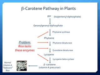 β-­‐Carotene	
  Pathway	
  in	
  Plants	
  
IPP	
  
Geranylgeranyl	
  diphosphate	
  
Phytoene	
  
Lycopene	
  
β	
  -­‐carotene	
  
(vitamin	
  A	
  precursor)	
  
Phytoene	
  synthase	
  
Phytoene	
  desaturase	
  
Lycopene-­‐beta-­‐cyclase	
  
ξ-­‐carotene	
  desaturase	
  	
  
Problem:	
  
Rice	
  lacks	
  
these	
  enzymes	
  
Normal	
  
Vitamin	
  A	
  
“Deﬁcient”	
  
Rice	
  
(Isopentenyl	
  diphosphate)	
  
 