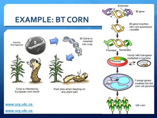 EXAMPLE:	
  BT	
  CORN	
  
www.scq.ubc.ca	
  
www.scq.ubc.ca	
  	
  
 