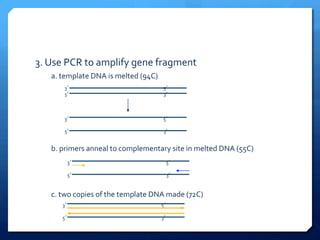 3.	
  Use	
  PCR	
  to	
  amplify	
  gene	
  fragment	
  
a.	
  template	
  DNA	
  is	
  melted	
  (94C)	
  
3ʼ’	
  	
  	
  	
  	
  	
  	
  	
  	
  	
  	
  	
  	
  	
  	
  	
  	
  	
  	
  	
  	
  	
  	
  	
  	
  	
  	
  	
  	
  	
  	
  	
  	
  	
  	
  	
  	
  	
  	
  	
  	
  	
  	
  	
  	
  	
  	
  	
  	
  	
  	
  	
  	
  	
  	
  	
  	
  	
  	
  	
  	
  	
  	
  	
  	
  	
  	
  	
  	
  	
  	
  	
  	
  	
  	
  	
  	
  	
  	
  	
  	
  	
  	
  	
  	
  	
  	
  	
  	
  5ʼ’	
  
5ʼ’	
  	
  	
  	
  	
  	
  	
  	
  	
  	
  	
  	
  	
  	
  	
  	
  	
  	
  	
  	
  	
  	
  	
  	
  	
  	
  	
  	
  	
  	
  	
  	
  	
  	
  	
  	
  	
  	
  	
  	
  	
  	
  	
  	
  	
  	
  	
  	
  	
  	
  	
  	
  	
  	
  	
  	
  	
  	
  	
  	
  	
  	
  	
  	
  	
  	
  	
  	
  	
  	
  	
  	
  	
  	
  	
  	
  	
  	
  	
  	
  	
  	
  	
  	
  	
  	
  	
  	
  	
  3ʼ’	
  
3ʼ’	
  	
  	
  	
  	
  	
  	
  	
  	
  	
  	
  	
  	
  	
  	
  	
  	
  	
  	
  	
  	
  	
  	
  	
  	
  	
  	
  	
  	
  	
  	
  	
  	
  	
  	
  	
  	
  	
  	
  	
  	
  	
  	
  	
  	
  	
  	
  	
  	
  	
  	
  	
  	
  	
  	
  	
  	
  	
  	
  	
  	
  	
  	
  	
  	
  	
  	
  	
  	
  	
  	
  	
  	
  	
  	
  	
  	
  	
  	
  	
  	
  	
  	
  	
  	
  	
  	
  	
  	
  5ʼ’	
  
	
  
5ʼ’	
  	
  	
  	
  	
  	
  	
  	
  	
  	
  	
  	
  	
  	
  	
  	
  	
  	
  	
  	
  	
  	
  	
  	
  	
  	
  	
  	
  	
  	
  	
  	
  	
  	
  	
  	
  	
  	
  	
  	
  	
  	
  	
  	
  	
  	
  	
  	
  	
  	
  	
  	
  	
  	
  	
  	
  	
  	
  	
  	
  	
  	
  	
  	
  	
  	
  	
  	
  	
  	
  	
  	
  	
  	
  	
  	
  	
  	
  	
  	
  	
  	
  	
  	
  	
  	
  	
  	
  	
  3ʼ’	
  
b.	
  primers	
  anneal	
  to	
  complementary	
  site	
  in	
  melted	
  DNA	
  (55C)	
  
3ʼ’	
  	
  	
  	
  	
  	
  	
  	
  	
  	
  	
  	
  	
  	
  	
  	
  	
  	
  	
  	
  	
  	
  	
  	
  	
  	
  	
  	
  	
  	
  	
  	
  	
  	
  	
  	
  	
  	
  	
  	
  	
  	
  	
  	
  	
  	
  	
  	
  	
  	
  	
  	
  	
  	
  	
  	
  	
  	
  	
  	
  	
  	
  	
  	
  	
  	
  	
  	
  	
  	
  	
  	
  	
  	
  	
  	
  	
  	
  	
  	
  	
  	
  	
  	
  	
  	
  	
  	
  	
  5ʼ’	
  
	
  
5ʼ’	
  	
  	
  	
  	
  	
  	
  	
  	
  	
  	
  	
  	
  	
  	
  	
  	
  	
  	
  	
  	
  	
  	
  	
  	
  	
  	
  	
  	
  	
  	
  	
  	
  	
  	
  	
  	
  	
  	
  	
  	
  	
  	
  	
  	
  	
  	
  	
  	
  	
  	
  	
  	
  	
  	
  	
  	
  	
  	
  	
  	
  	
  	
  	
  	
  	
  	
  	
  	
  	
  	
  	
  	
  	
  	
  	
  	
  	
  	
  	
  	
  	
  	
  	
  	
  	
  	
  	
  	
  3ʼ’	
  
3ʼ’	
  	
  	
  	
  	
  	
  	
  	
  	
  	
  	
  	
  	
  	
  	
  	
  	
  	
  	
  	
  	
  	
  	
  	
  	
  	
  	
  	
  	
  	
  	
  	
  	
  	
  	
  	
  	
  	
  	
  	
  	
  	
  	
  	
  	
  	
  	
  	
  	
  	
  	
  	
  	
  	
  	
  	
  	
  	
  	
  	
  	
  	
  	
  	
  	
  	
  	
  	
  	
  	
  	
  	
  	
  	
  	
  	
  	
  	
  	
  	
  	
  	
  	
  	
  	
  	
  	
  	
  	
  5ʼ’	
  
	
  
5ʼ’	
  	
  	
  	
  	
  	
  	
  	
  	
  	
  	
  	
  	
  	
  	
  	
  	
  	
  	
  	
  	
  	
  	
  	
  	
  	
  	
  	
  	
  	
  	
  	
  	
  	
  	
  	
  	
  	
  	
  	
  	
  	
  	
  	
  	
  	
  	
  	
  	
  	
  	
  	
  	
  	
  	
  	
  	
  	
  	
  	
  	
  	
  	
  	
  	
  	
  	
  	
  	
  	
  	
  	
  	
  	
  	
  	
  	
  	
  	
  	
  	
  	
  	
  	
  	
  	
  	
  	
  	
  3ʼ’	
  
c.	
  two	
  copies	
  of	
  the	
  template	
  DNA	
  made	
  (72C)	
  
 