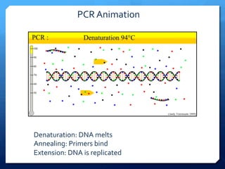 Denaturation:	
  DNA	
  melts	
  
Annealing:	
  Primers	
  bind	
  
Extension:	
  DNA	
  is	
  replicated	
  
PCR	
  Animation	
  
 