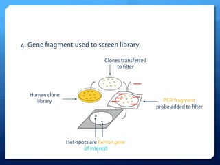 Human	
  clone	
  
library	
  
Clones	
  transferred	
  
to	
  ﬁlter	
  
PCR	
  fragment	
  
probe	
  added	
  to	
  ﬁlter	
  
Hot-­‐spots	
  are	
  human	
  gene	
  
of	
  interest	
  
4.	
  Gene	
  fragment	
  used	
  to	
  screen	
  library	
  
 