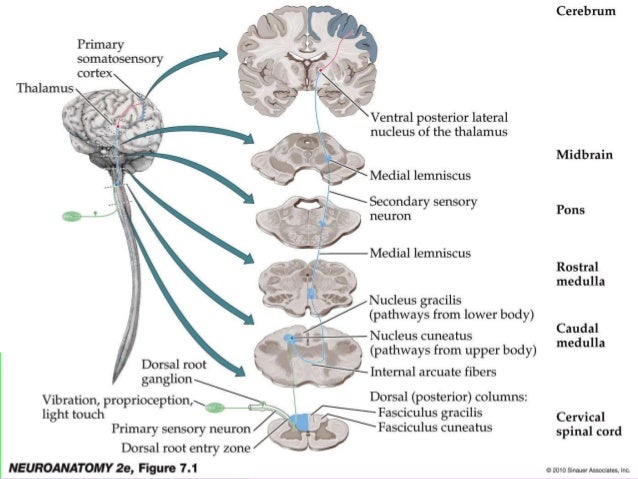 MBB Localizing Lesions