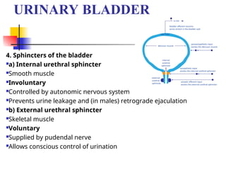 This is a ppt on urinary bladder its innervation and abnormalities | PPT