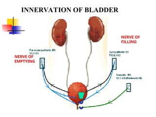 This is a ppt on urinary bladder its innervation and abnormalities | PPT