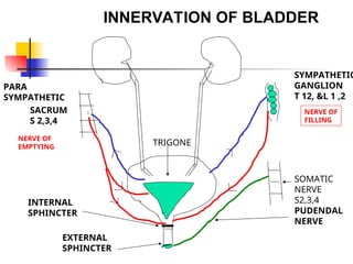 This is a ppt on urinary bladder its innervation and abnormalities | PPT