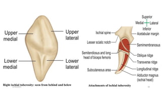 Comprehensive Anatomy of the Lower Limb and Hip Bone Structure | PDF