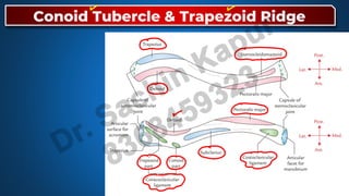 Conoid Ridge MBBS Anatomy-Upper Limb L-2.pdf uploaded | PDF
