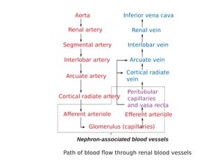 MBBS ANATOMY AND PHYSIOLOGY OF THE KIDNEYS.pdf