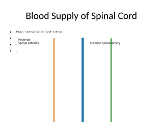 Comprehensive Overview of Brain and Spinal Cord Blood Supply and CSF ...