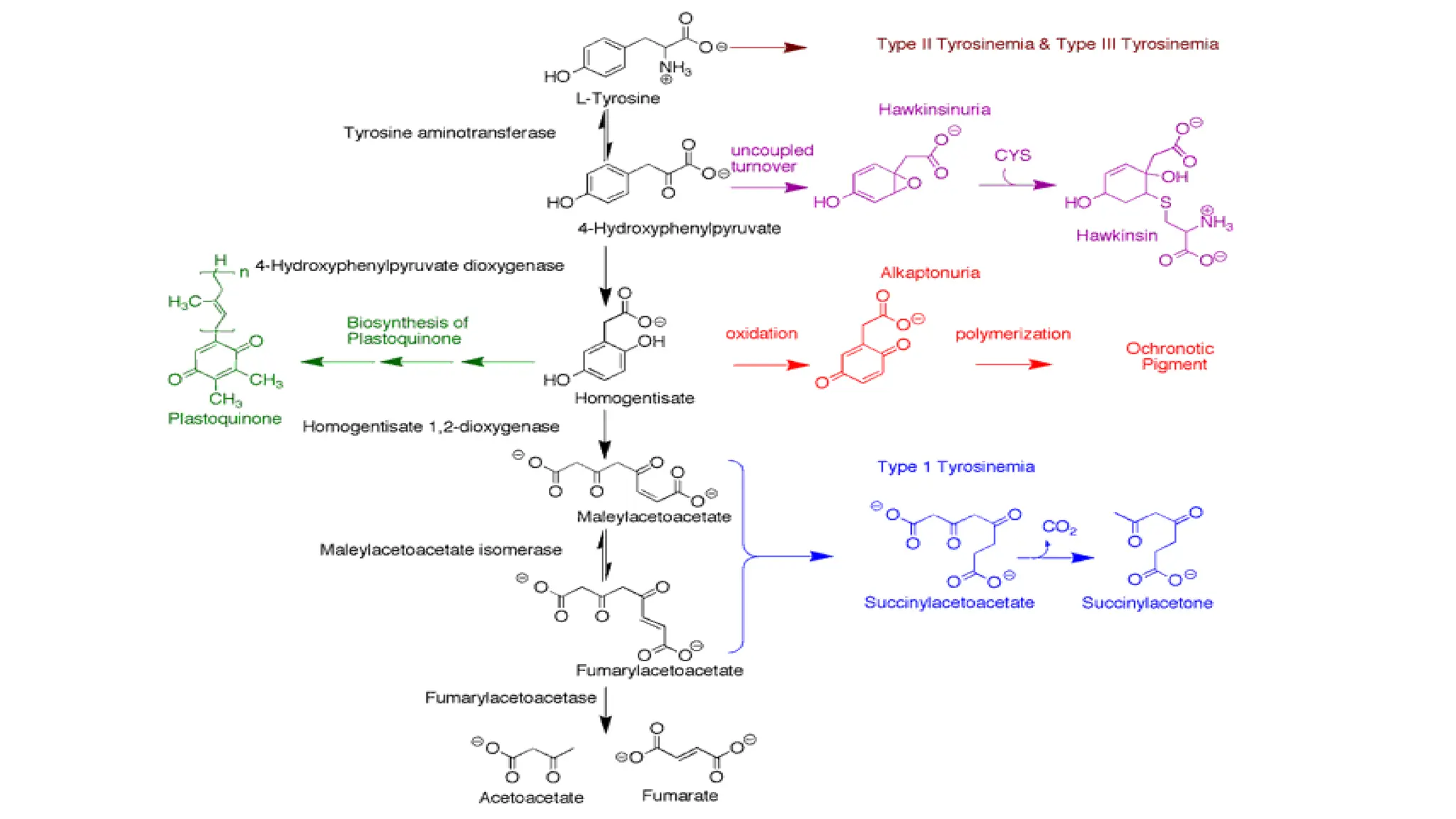 inborn errors of metabolism pathways for mbbs students | PPTX