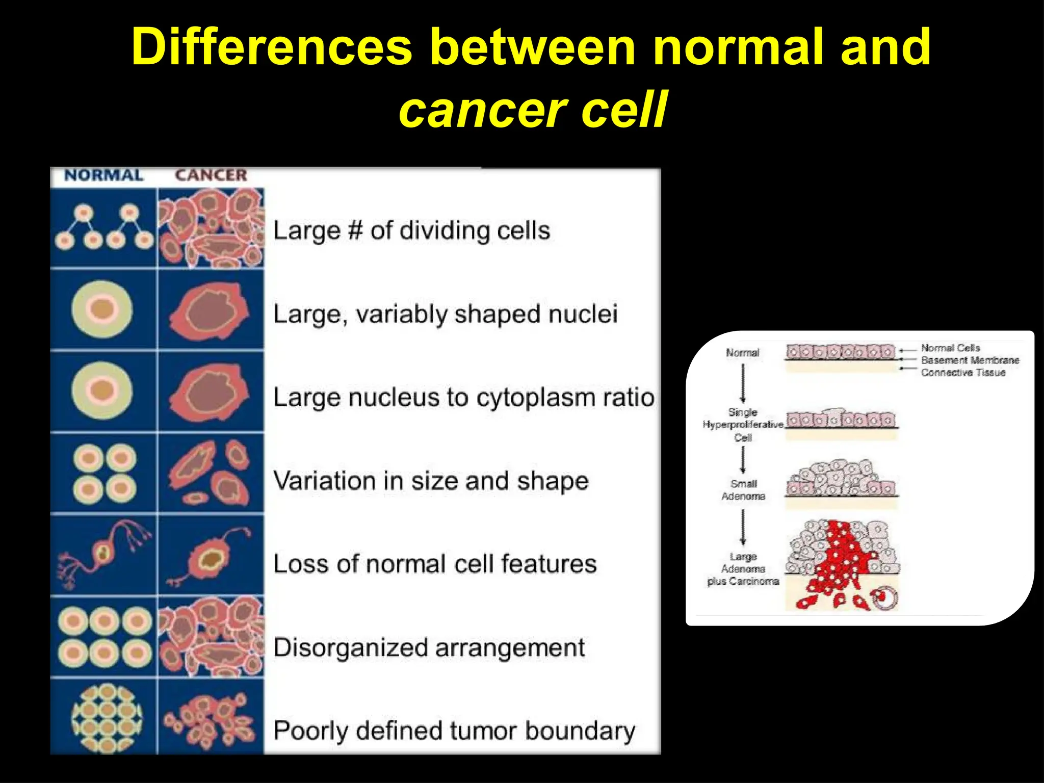 Differences between normal and
cancer cell
 