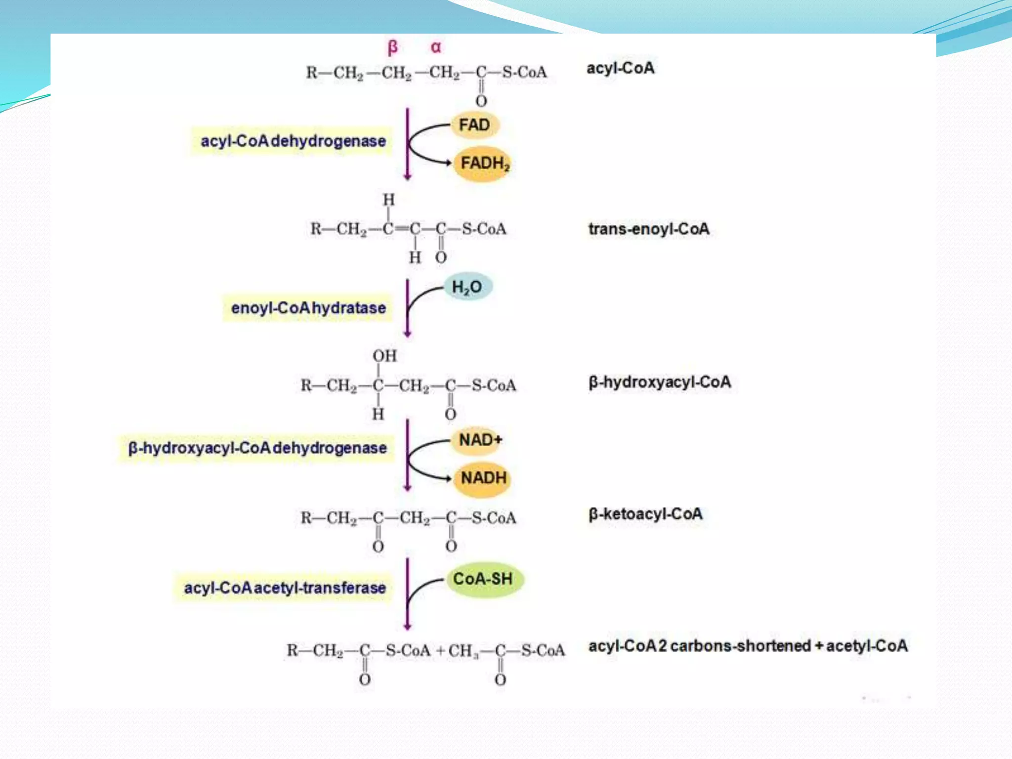 Overview of lipid metabolism | PPTX
