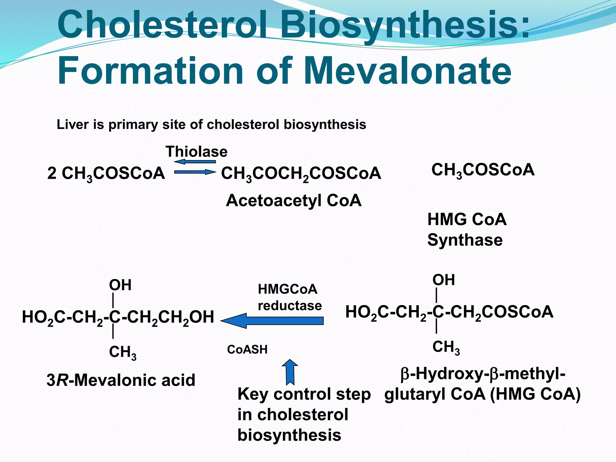 Overview of lipid metabolism | PPTX
