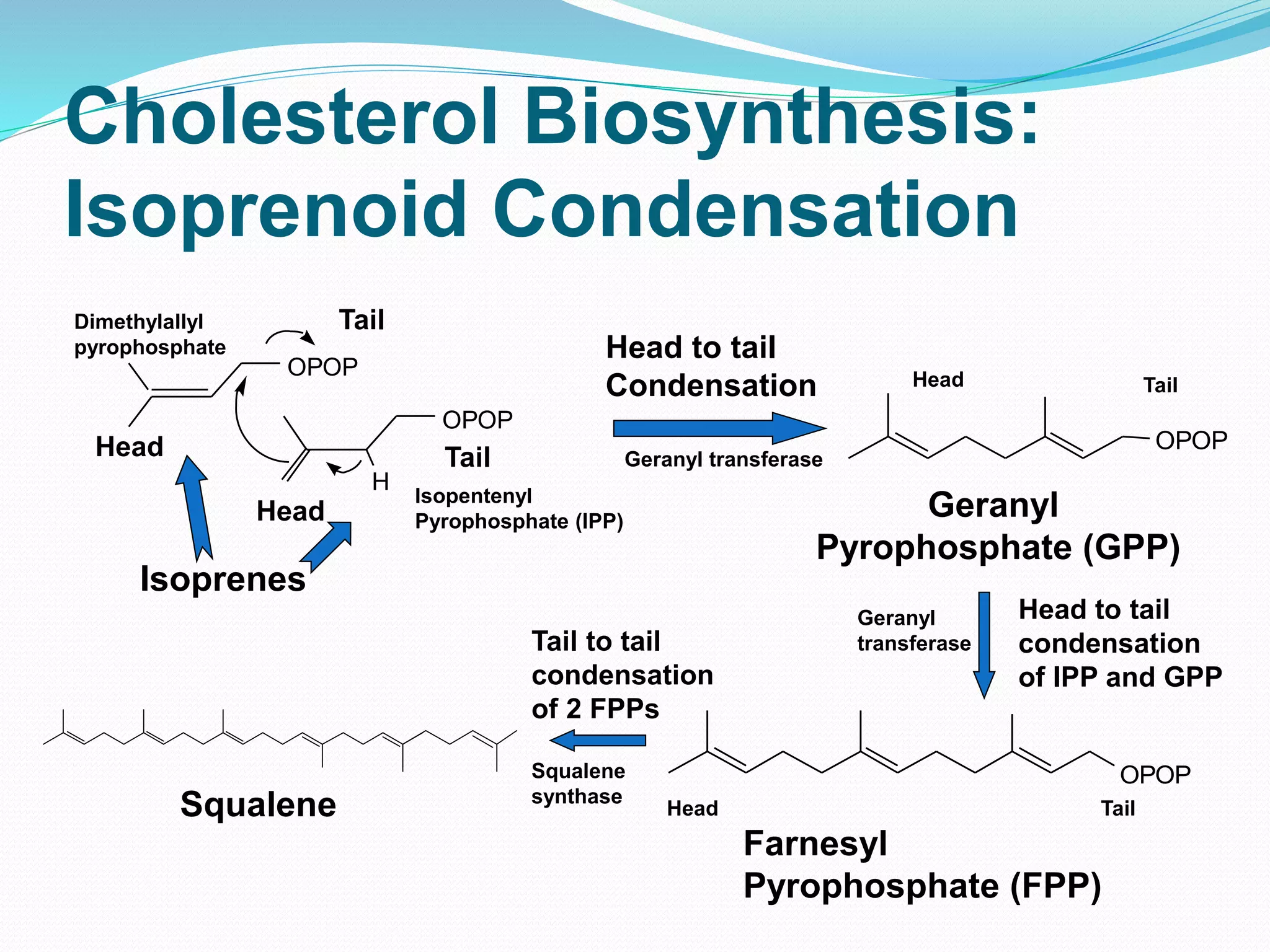 Overview of lipid metabolism | PPTX