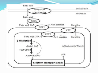 Overview of lipid metabolism | PPTX