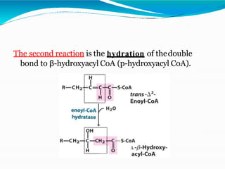 The third reaction is the oxidation of β-hydroxyacyl
CoA to produce β-Ketoacyl CoA a NAD-dependent
reaction.
 