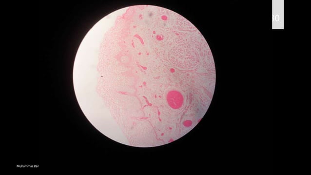 Mbbs part 2 histology slides labelled | PPTX