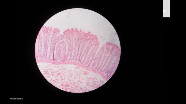 Mbbs part 2 histology slides labelled | PPTX