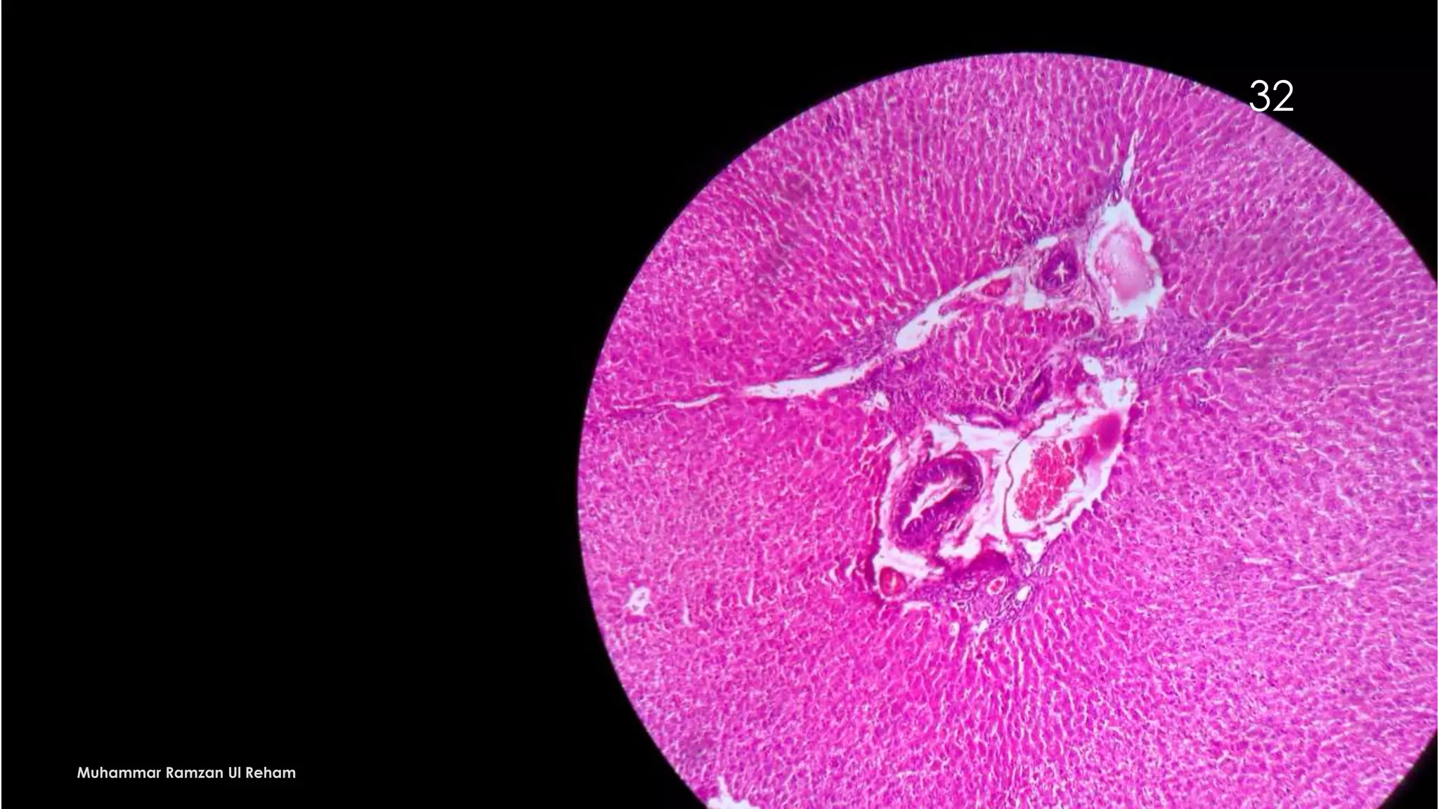 Mbbs part 2 histology slides | PPT | Free Download