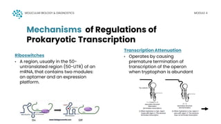 regulation of gene expression powerpoint presentation | PDF