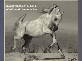 aún hay fuego en tu alma, 
aún hay vida en tus sueños 
 