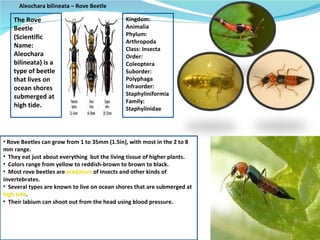 Aleochara bilineata – Rove Beetle Kingdom: Animalia Phylum: Arthropoda Class: Insecta Order: Coleoptera Suborder: Polyphaga Infraorder: Staphyliniformia Family:  Staphylinidae The Rove Beetle (Scientific Name: Aleochara bilineata) is a type of beetle that lives on ocean shores submerged at high tide. Rove Beetles can grow from 1 to 35mm (1.5in), with most in the 2 to 8 mm range. They eat just about everything  but the living tissue of higher plants. Colors range from yellow to reddish-brown to brown to black. Most rove beetles are  predators  of insects and other kinds of invertebrates. Several types are known to live on ocean shores that are submerged at  high tide . Their labium can shoot out from the head using blood pressure. 