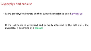 Glycocalyx and capsule
• Many prokaryotes secrete on their surface a substance called glycocalyx
• If the substance is organized and is firmly attached to the cell wall , the
glycocalyx is described as a capsule
 