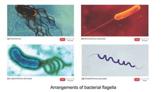 Arrangements of bacterial flagella
 